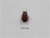 藏品(軟毛褐金龜)的圖片